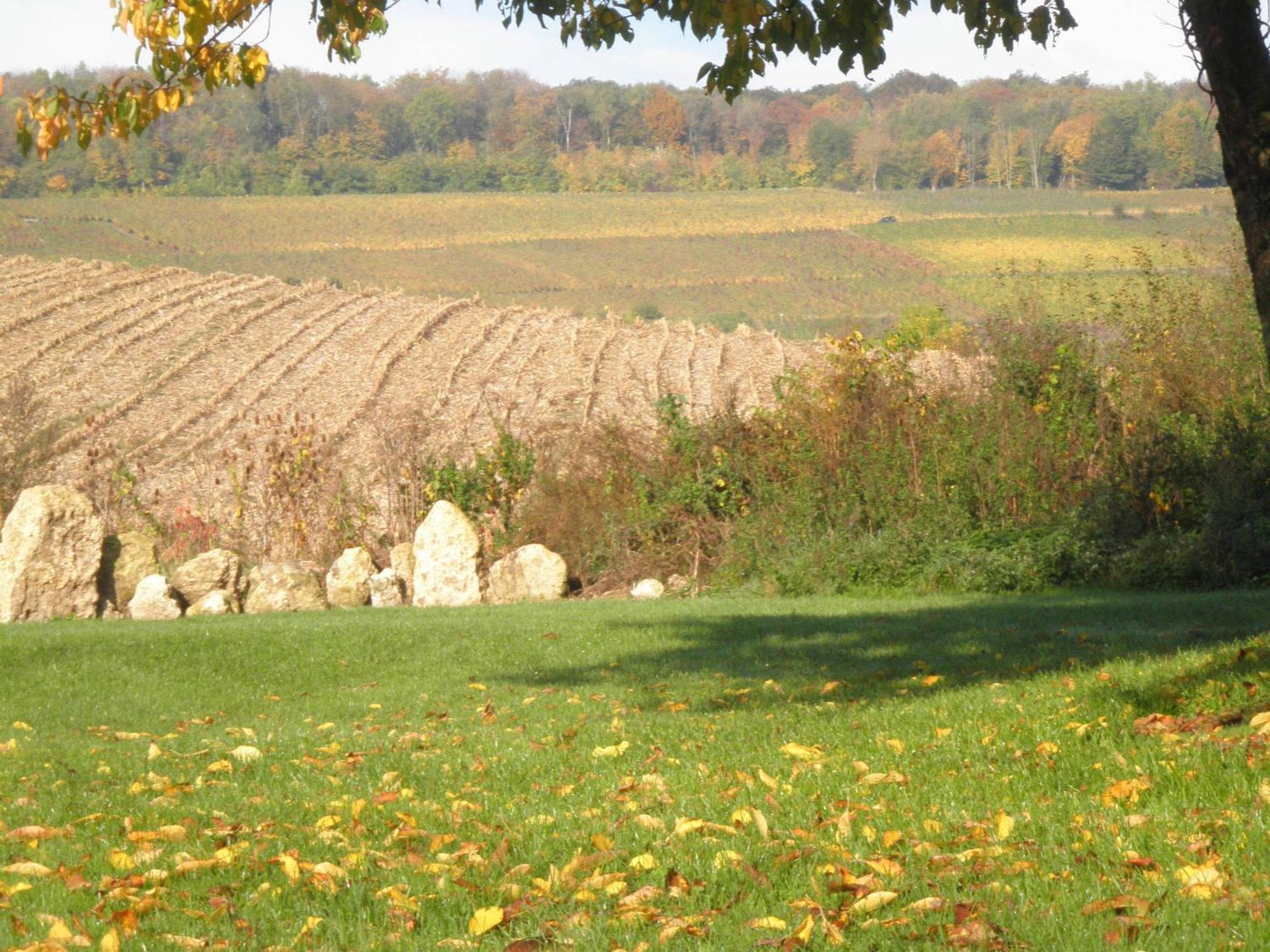 Domaine Du Moulin De L'Etang Bed & Breakfast Chatillon-sur-Marne ภายนอก รูปภาพ