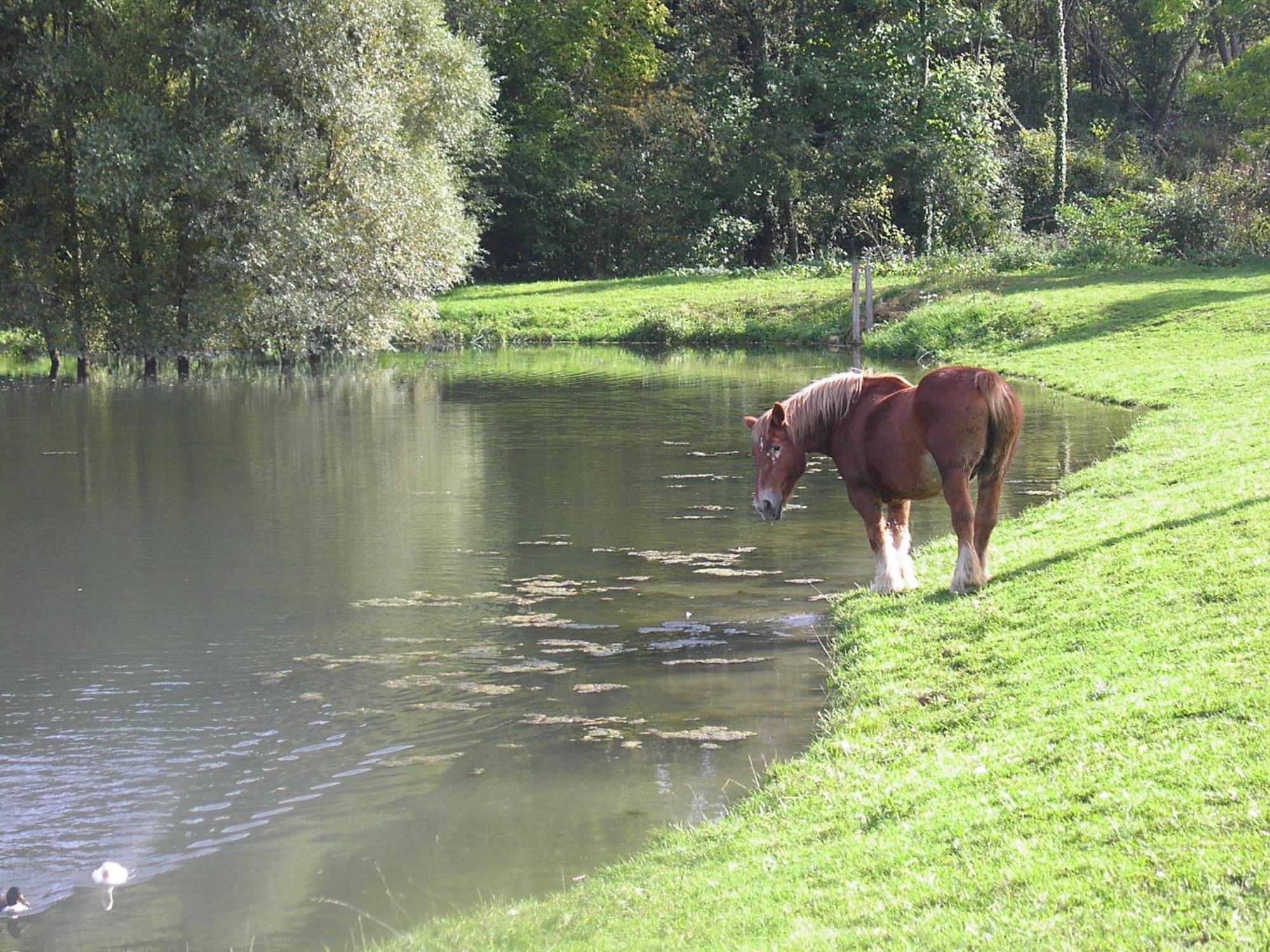 Domaine Du Moulin De L'Etang Bed & Breakfast Chatillon-sur-Marne ภายนอก รูปภาพ